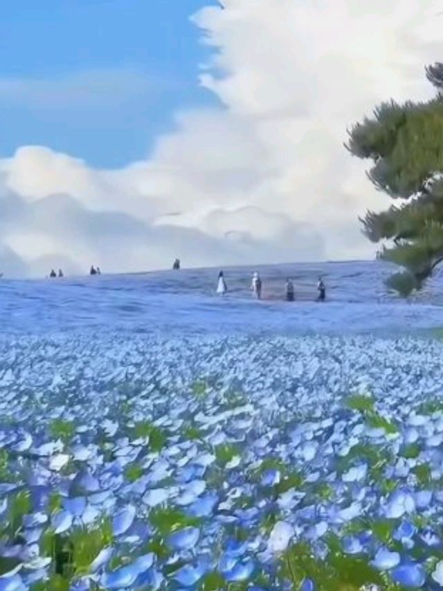 日本絕景🇯🇵在粉蝶花💜🤍海裡當一回宮崎駿主 角  