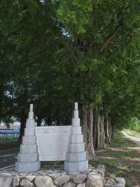 【四季で表情を変える絶景並木道🌲】メタセコイア並木で風を感じる旅✨