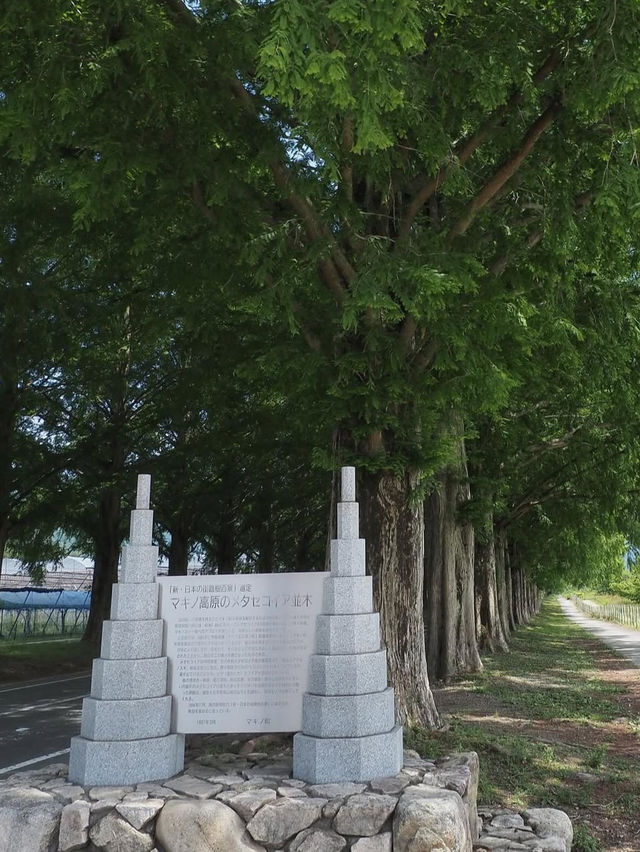 【四季で表情を変える絶景並木道🌲】メタセコイア並木で風を感じる旅✨