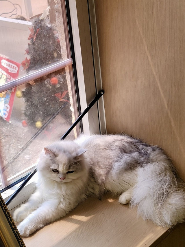 🐾도심 속 밀착 힐링! 칭따오 중산공원 실내 카피바라 카페 체험✨