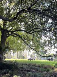 🎓🌿 The University of Waikato – Study Where Nature Breathes