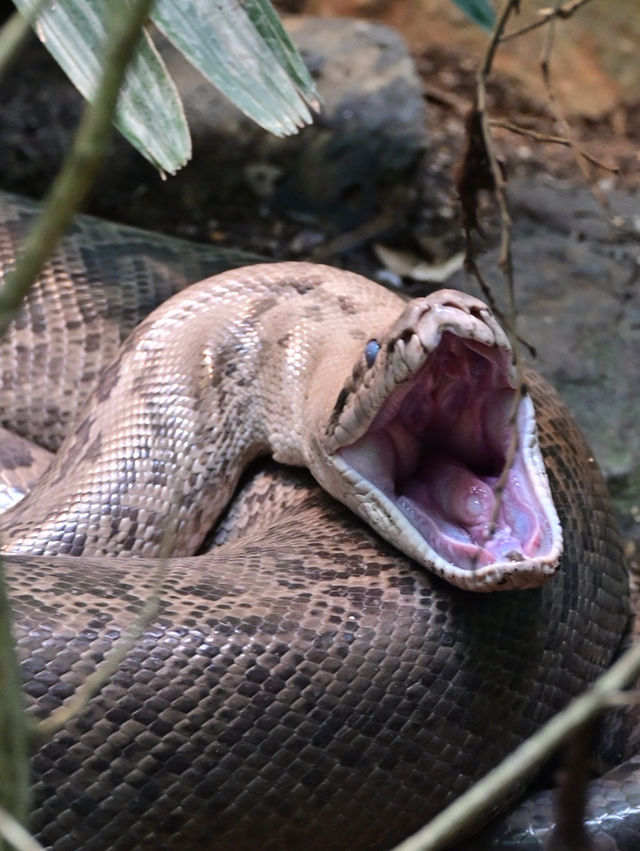 Did You Know?Your Birthday=FREE Entry To Zoo Negara!