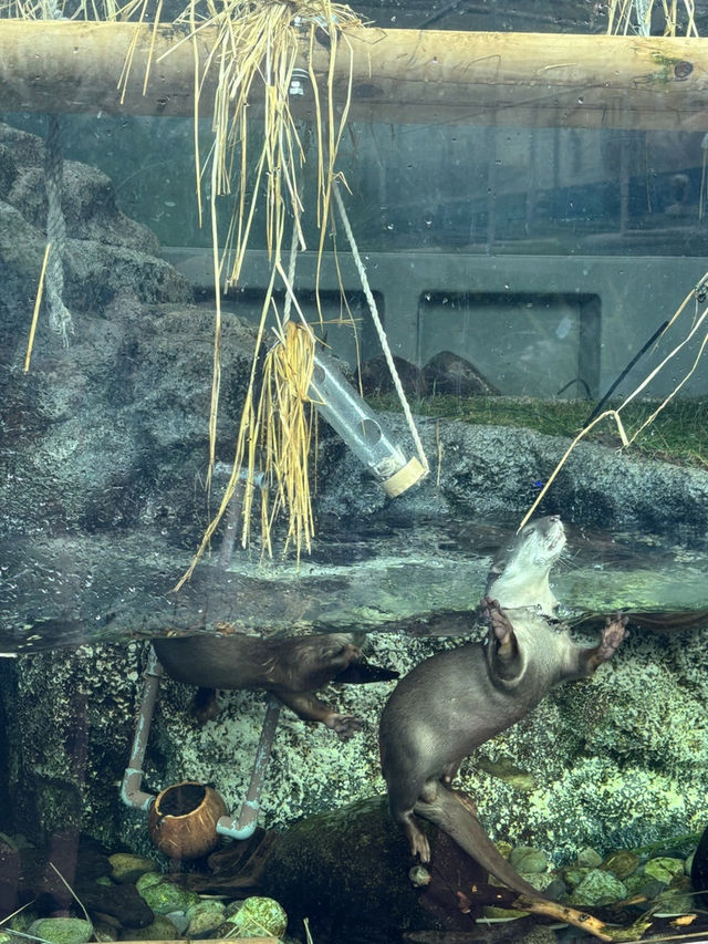 [이케부쿠로 선샤인 수족관] 여름 더위 피해서 피서 아쿠아리움🐠
