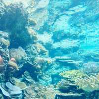 【️沖縄】 沖縄美ら海水族館🦭