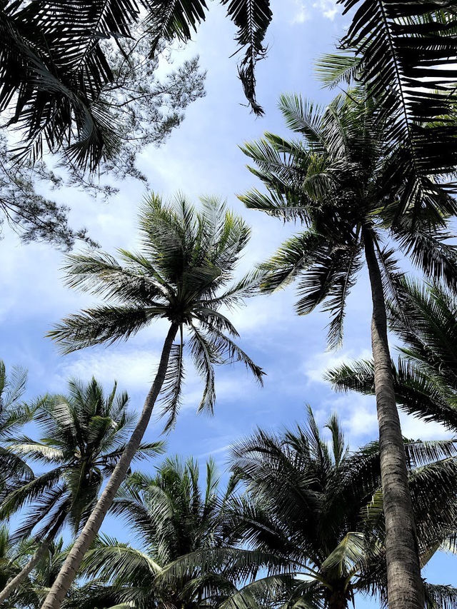 พานั่งปิคนิคริมหาดบางแสน ชลบุรี