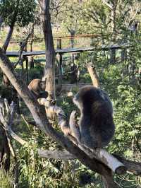 Koala Conservation Reserve