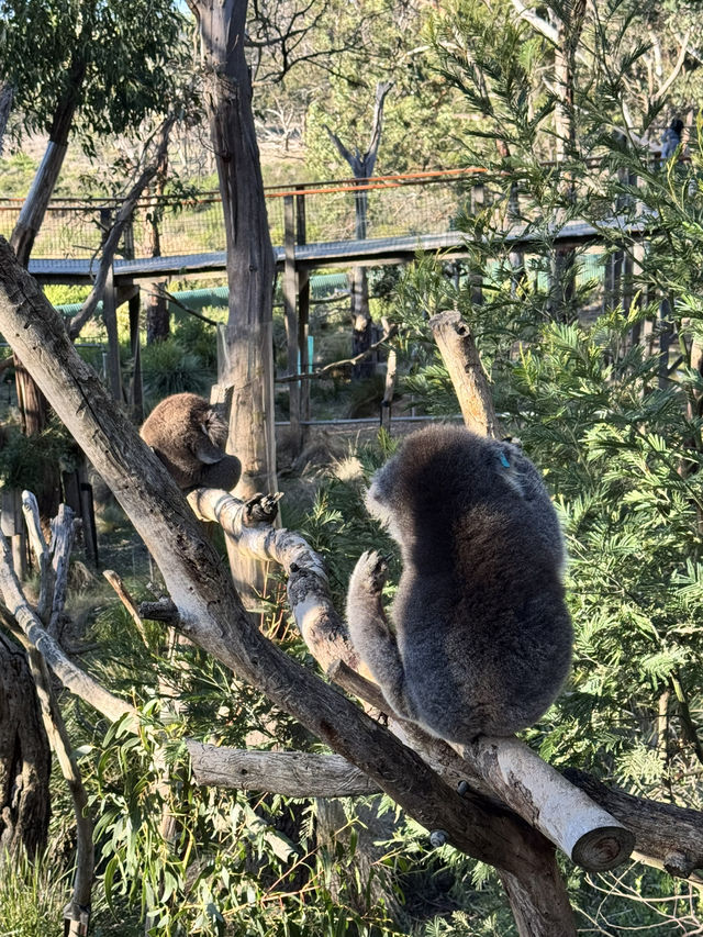 Koala Conservation Reserve