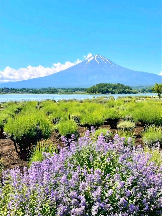 Flower Views and Fuji Skies – Oishi Park, Kawaguchiko