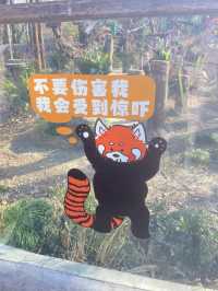 🧸✨ “ตามฝัน…ถึงสวนสัตว์เซี่ยงไฮ้” 🐼🌿