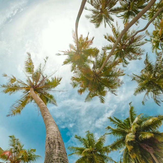 マーフシ島🏖️🌴