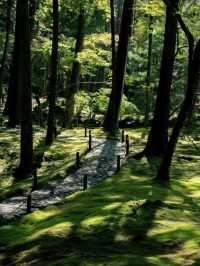 京都必去景點（四）🌿西芳寺の絕美苔蘚王國🌿
