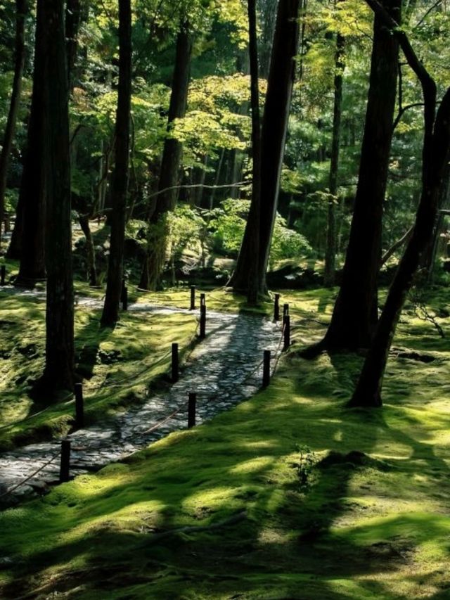 京都必去景點（四）🌿西芳寺の絕美苔蘚王國🌿