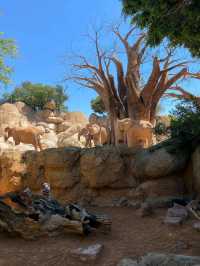 You Gotta See Bioparc Valencia, It’s Wild in the Best Way