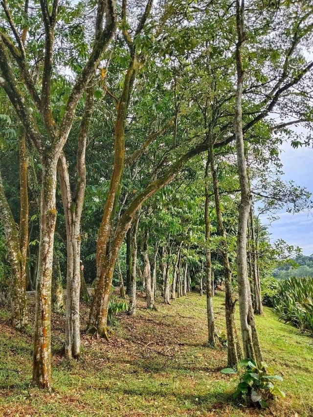 Putrajaya Wetlands Park – Nature’s Quiet Escape in the City