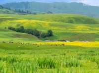 Nalati Grassland Is Straight Up Gorgeous