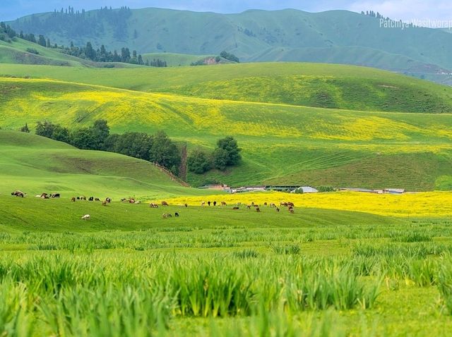 Nalati Grassland Is Straight Up Gorgeous
