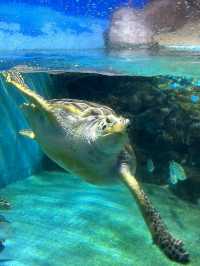 🐬 Fun & Budget-Friendly: Changsha Sea World🪼