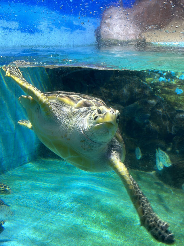 🐬 Fun & Budget-Friendly: Changsha Sea World🪼