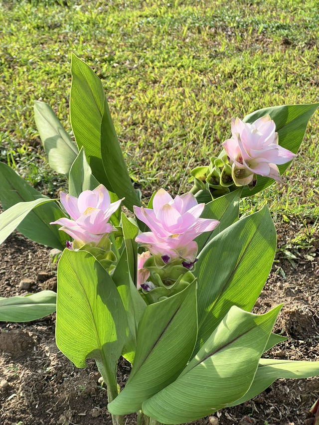 กิจกรรมยามว่างในเชียงใหม่ 🫶🏻