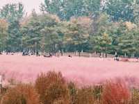 Pink Muhly Sea: A Dreamlike Symphony in Blush