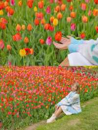 Takino Suzuran Hillside Park ชมทุ่งทิวลิปสุดอลัง🌷