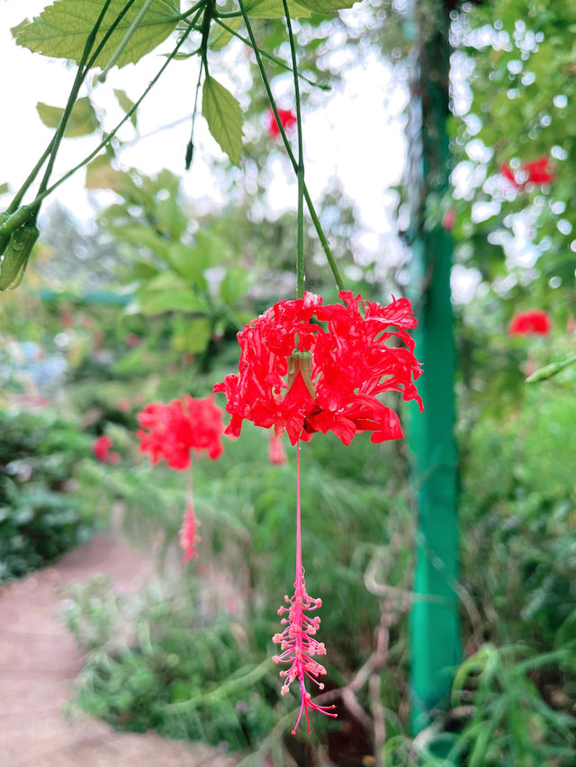 Blush of Serenity: Most Beautiful Secret Garden on One U Rooftop