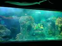 Dive Into the Wonders of SeaWorld Ancol