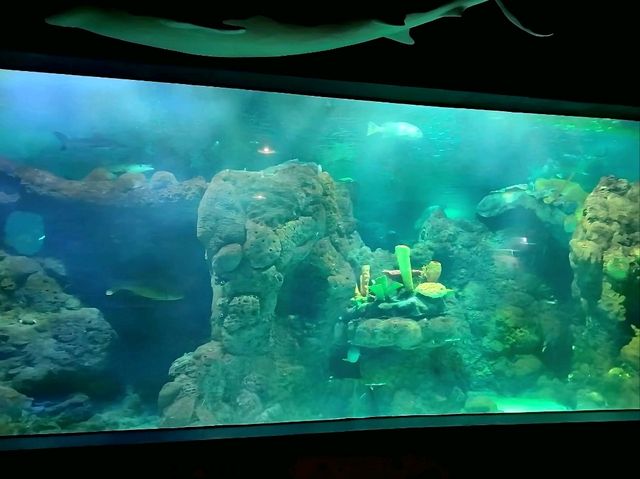 Dive Into the Wonders of SeaWorld Ancol
