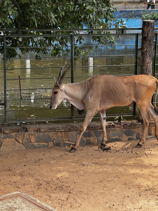Saigon Zoo