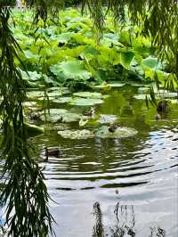 “Lotus Jewel of Kunming: Cuihu’s Summer Serenity”