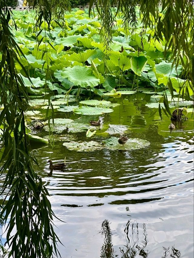 “Lotus Jewel of Kunming: Cuihu’s Summer Serenity”