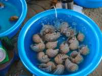 หมู่บ้านชาวประมง มุยเน่ (Mui Ne Fishing Village)