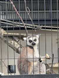 北海道 旭山動物園