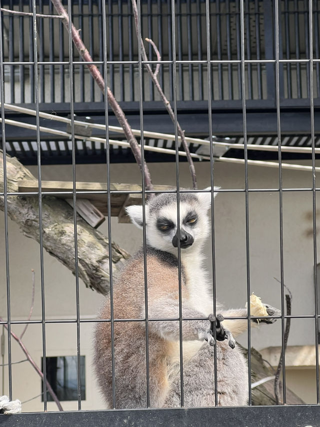 北海道 旭山動物園