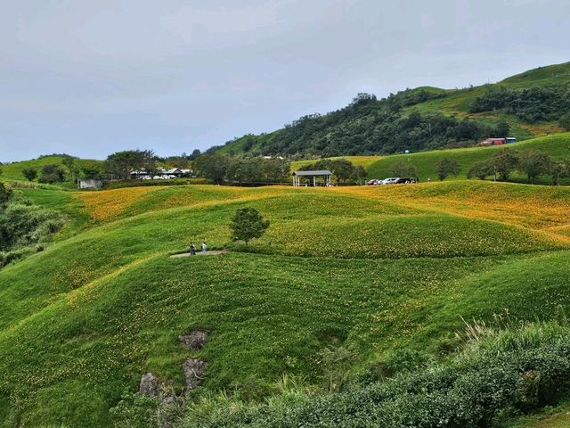 花蓮富里｜六十石山花海景觀涼亭〔黃花亭〕