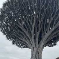 Tenerife – The Island of Eternal Spring