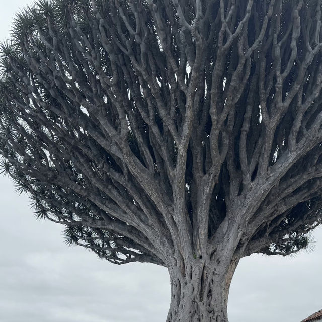 Tenerife – The Island of Eternal Spring Tenerife – The Island of Eternal Spring