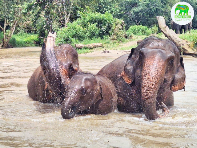 清邁｜🐘🌿Living Green Elephant Sanctuary Camp 2：走進叢林，擁抱大象的溫柔💚✨