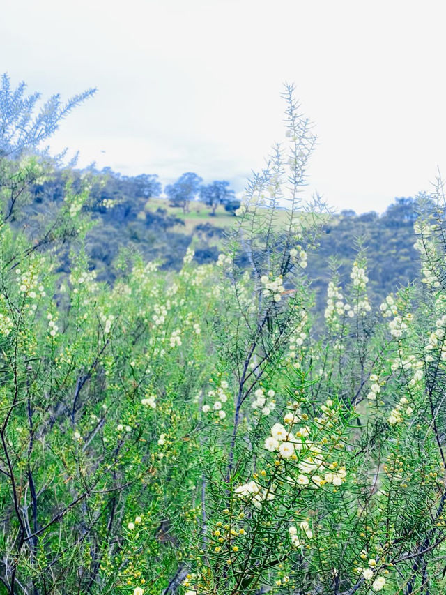 Onkaparinga River National Park: South Australia’s Wild Gorge Escape
