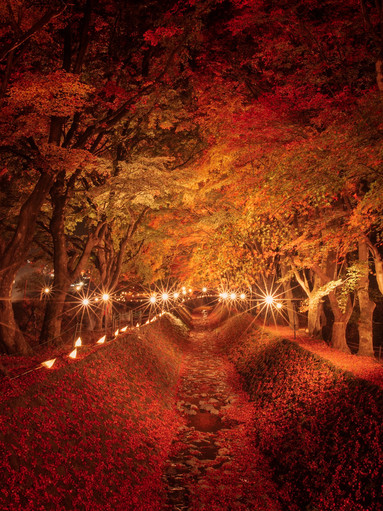 Enjoy the stunning red maple leaves at the Kawaguchiko Maple