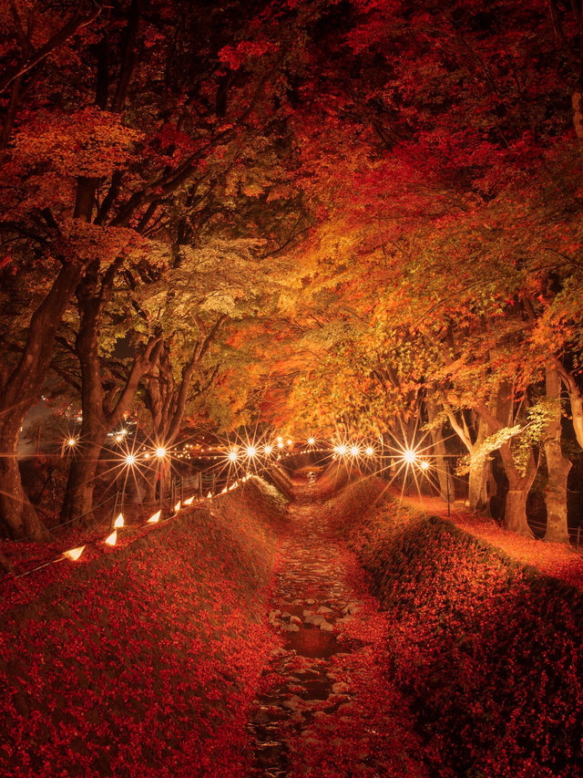 ชมใบเมเปิ้ลสีแดงสุดสวยที่อุโมงค์เมเปิ้ลคาวากุจิโกะ