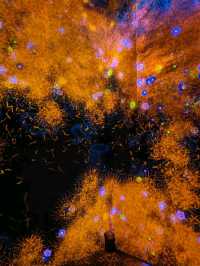 Teamlab borderless, borderless between you and Tokyo