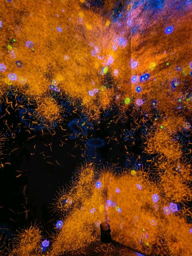Teamlab borderless, borderless between you and Tokyo