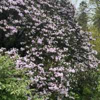 Dreamy Nature in Royal Botanic Gardens (Edinburgh)