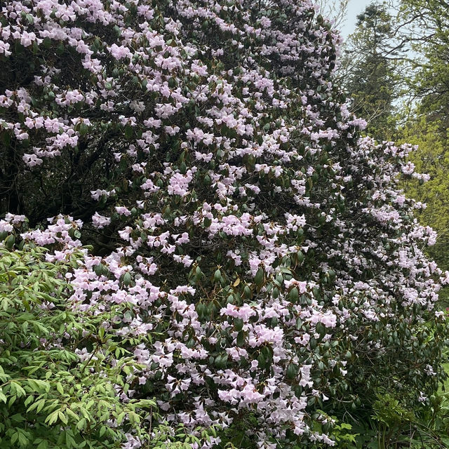 Dreamy Nature in Royal Botanic Gardens (Edinburgh)