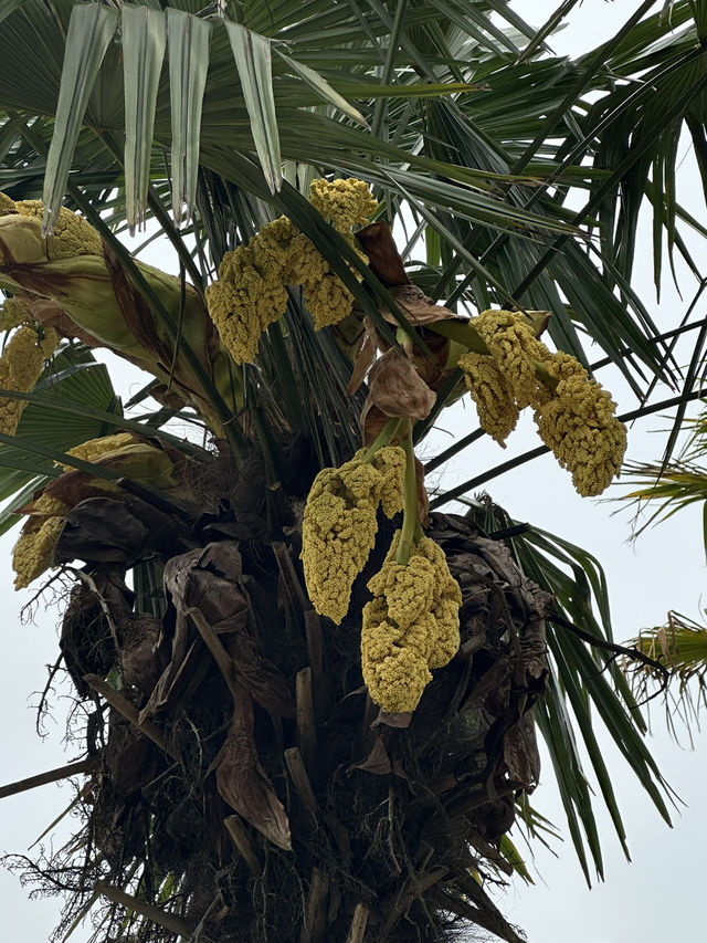 Shanghai Botanical Garden