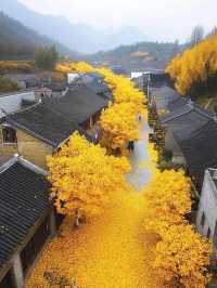 Autumn in Tengchong – The Golden Paradise of Ginkgo Trees 