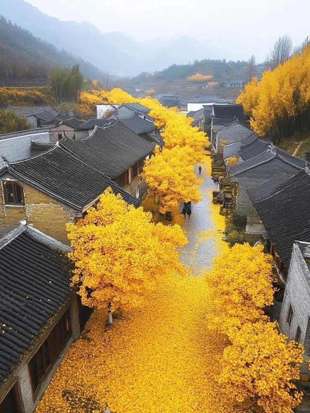 Autumn in Tengchong – The Golden Paradise of Ginkgo Trees 