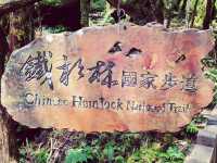 整個步道都是檜木香_太平山鐵杉林步道