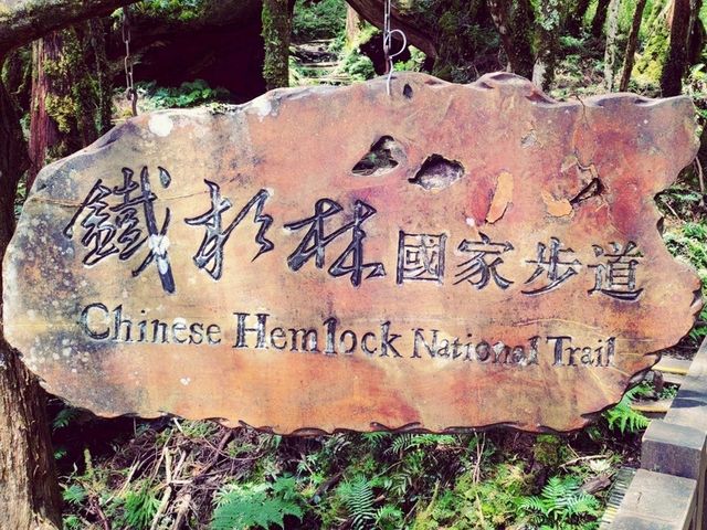 整個步道都是檜木香_太平山鐵杉林步道